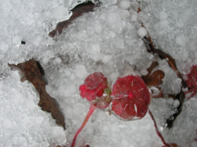 A hardy geranium sprouts through the ice.