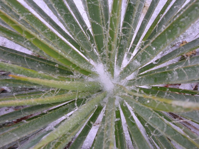 Yucca sparkly with ice.