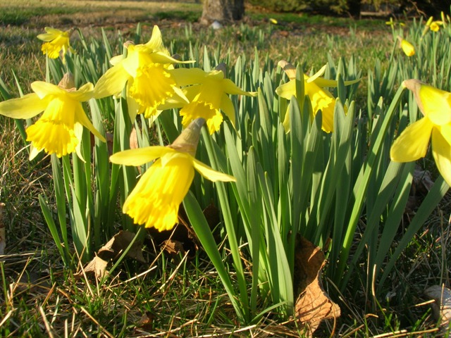 The native daffodils present welcome spring color.