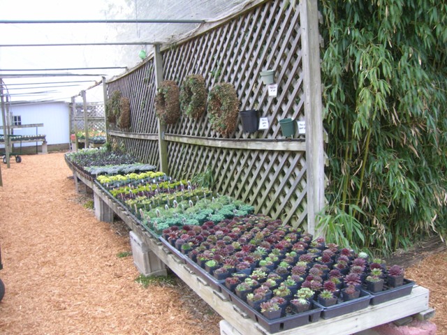 Sedums and hens and chicks on display early spring. So much color livens the place as the season warms.