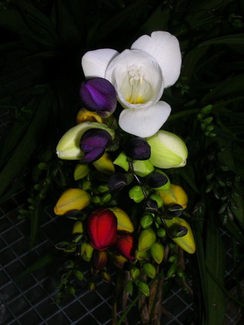 A bouquet of freesias, gloriously fragrant flowers, we grow for our own personal enjoyment.