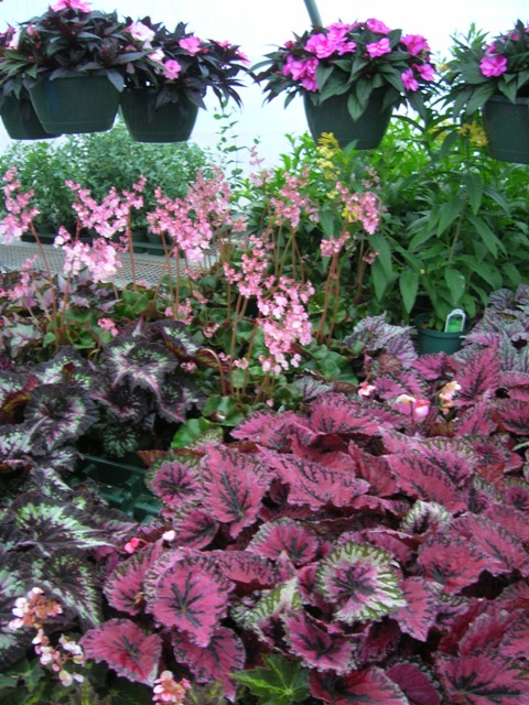 Rex begonias, night blooming jasemine, and New Guinea impatiens in a sales display.