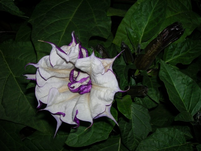 Relative of the angel's trumpet (brugmansia),one of the numerous tropicals we offer.