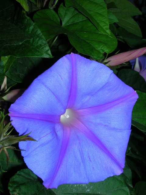 This morning glory climbs and blooms magnificently but will NOT set seed all over your yard.