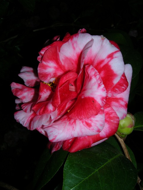 One of a number of camellias in our personal collection.