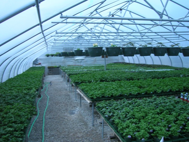 Our geranium crop growing and yet to bloom.