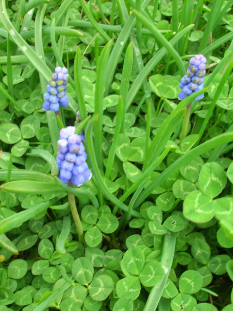 Grape hyacinths bloom above clover.