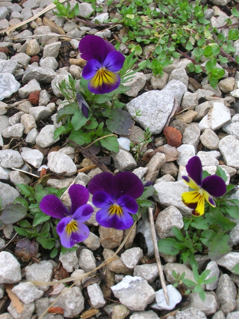 Volunteer violas sprout in the gravel.