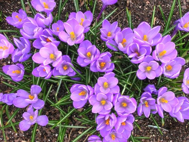 A cluster of crocus burst forth for a fleeting spring show.