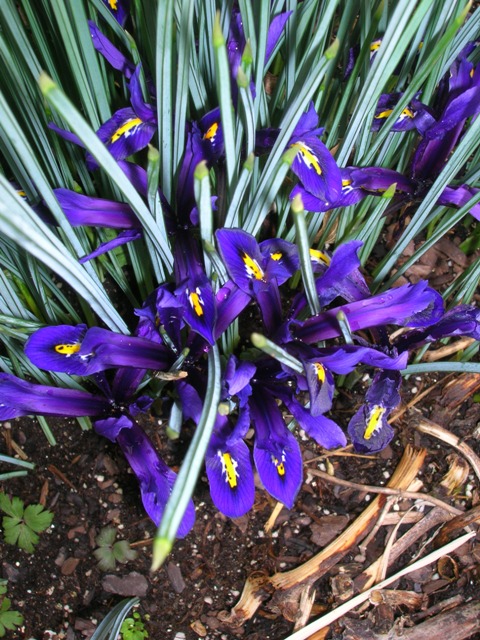 Spring bulbs rise to usher in the spring.