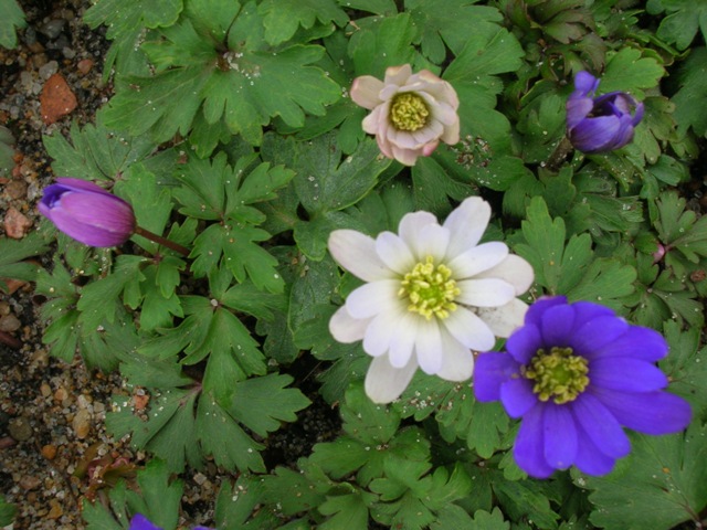 Wind flower anemones bloom briefly in spring.