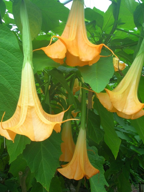 Brugmansia, angel's trumpet, provide large, fragrant tropical flowers.