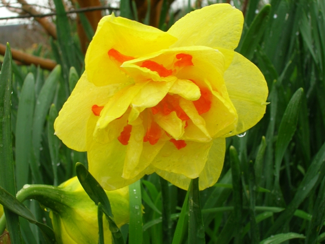 A unique double daffodil signals the end of daffodil season.