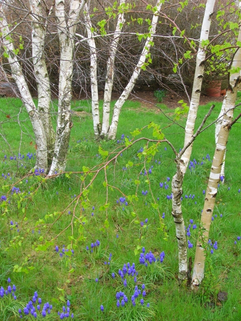 Birches frame grape hyacinths in spring.