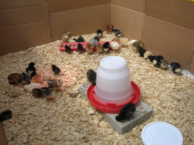 Our batch of chicks we raised in the spring of 2008.