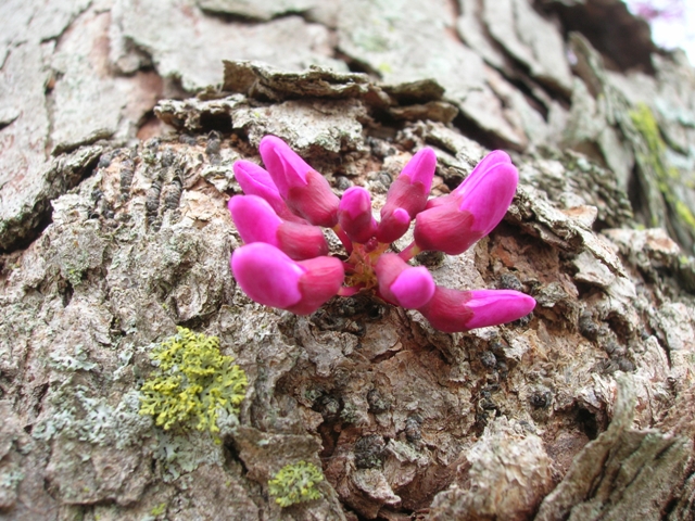 A small cluster of redbud buds wait to open.