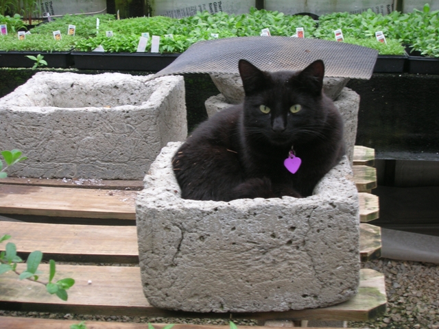 Pippin seems satisfied to sit in a tufa pot.