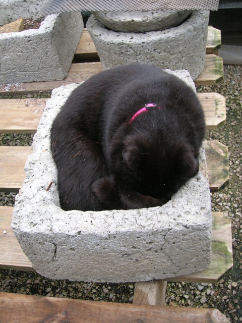 Pippin sleeping in a tufa pot (comfortably?).