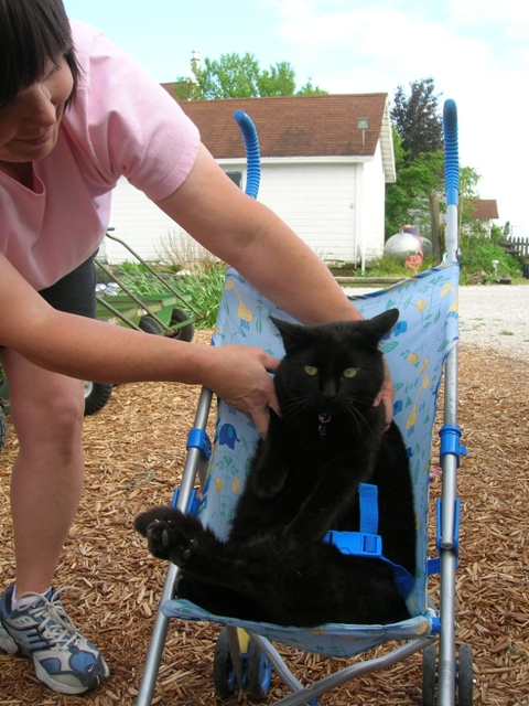 Pippin being strapped in for a short ride.