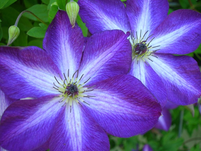 Stunning starred clematis.