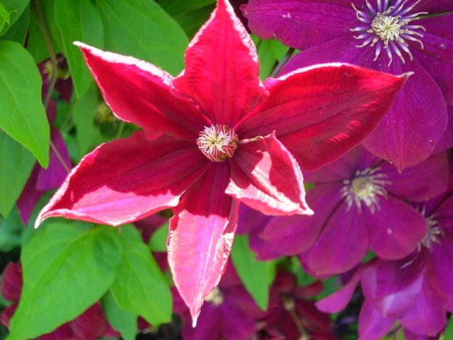 About as red as they come in clematis.