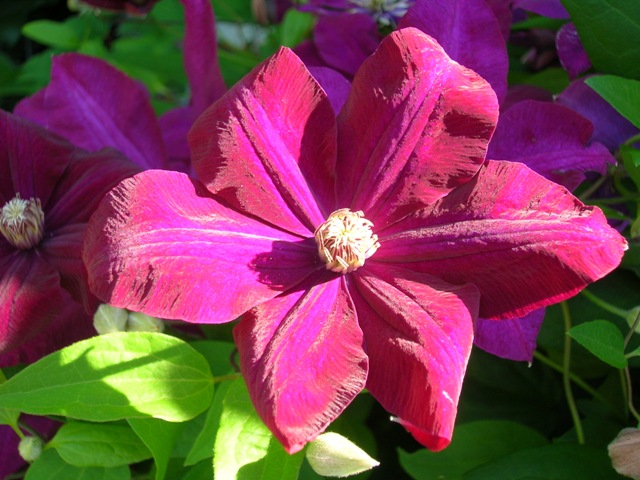 Fully open red clematis.