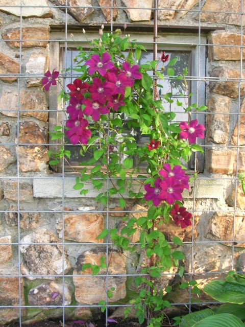 Red clematis vining happily.