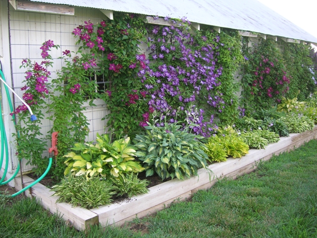 Clematis reveling in their eastern exposure.