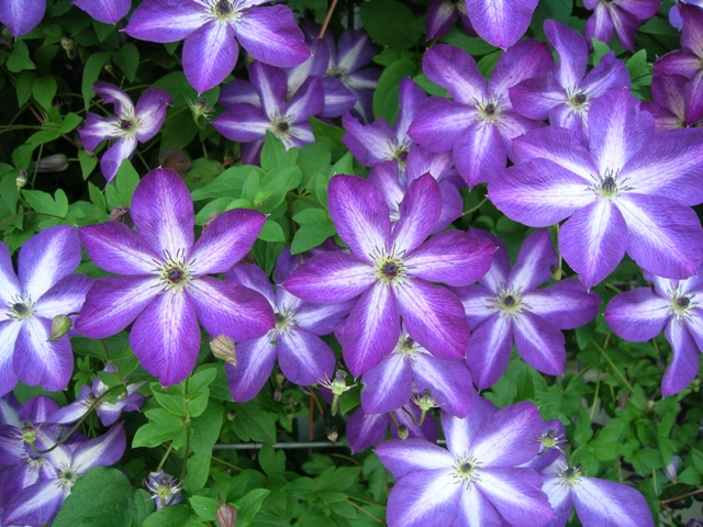 One of the clematis varieties we offer, and a very heavy bloomer.