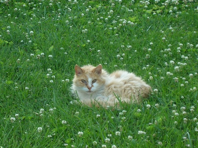 Rascal the cat relaxing in the clover.