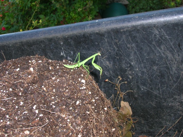 Frighteningly large praying mantis who didn't mind to look us in our eyes.