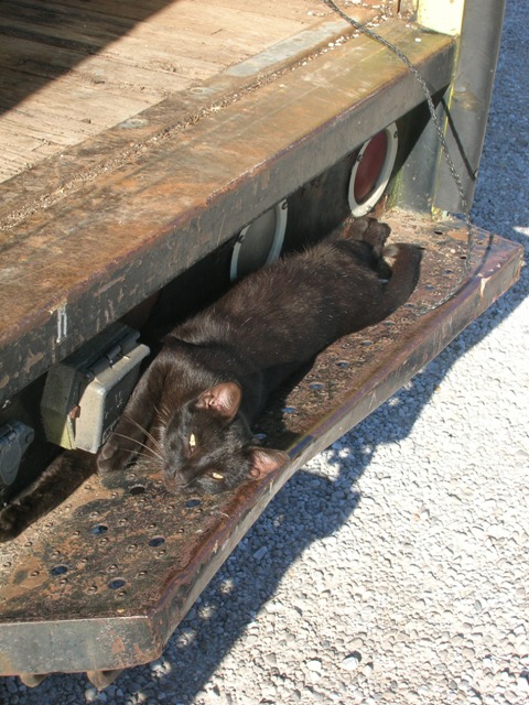 Our newest cat, Elena, sunbathing.