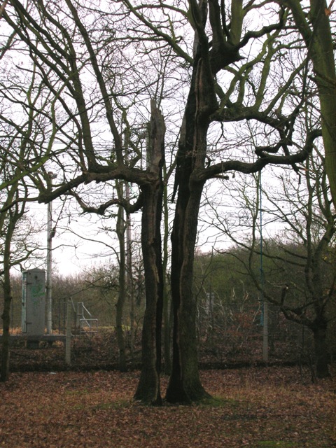 We came across this tree on our walk through the English countryside.