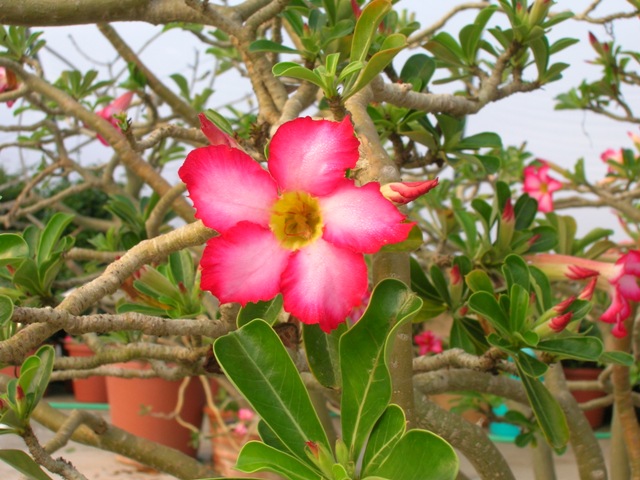 One of the most beautiful desert tropicals out there! The brilliant hot pink flowers provide tremendous contrast with the often-bare trunk.