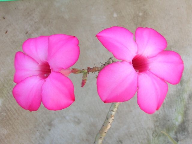 Another kind of desert rose that is equally stunning!