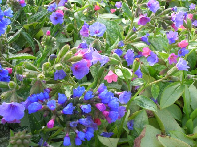 The vibrant blue flowers of a pulmonaria.