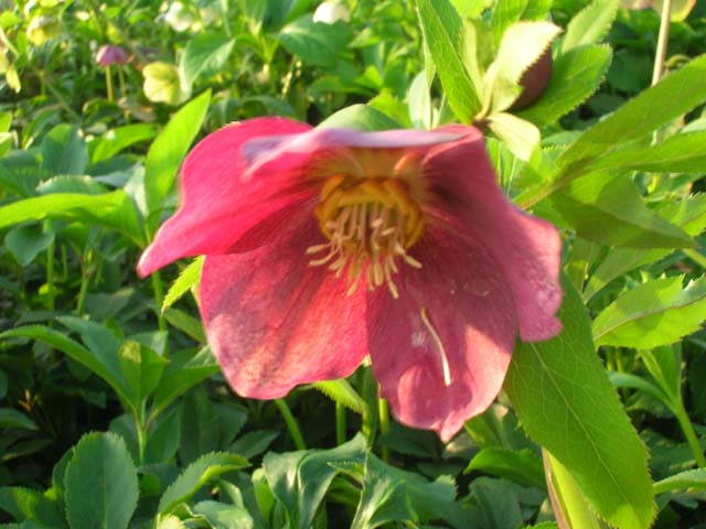 A close-up view of a hellebore flower.