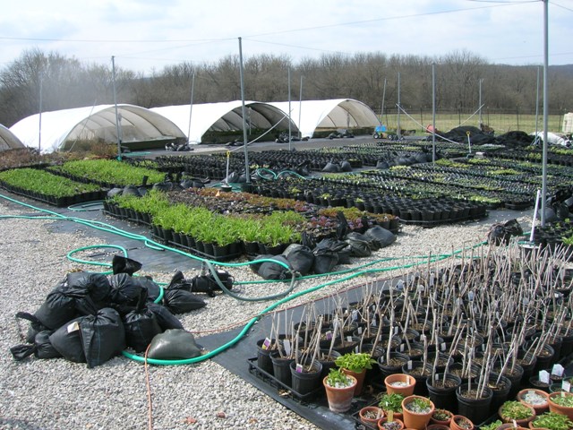 Hostas sprouting back up in spring after a long winter in their overwintering area.