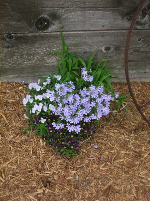 Volunteer woodland phlox and violas blooming their hearts out.