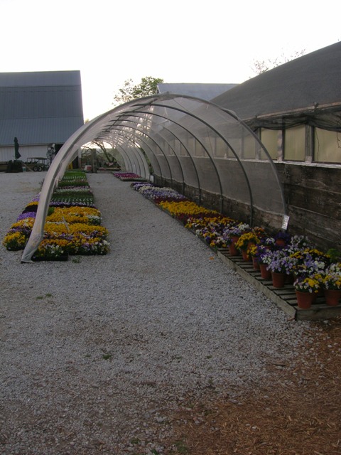 The first flowers greet customers as they come in during April. Pansies and violas galore.