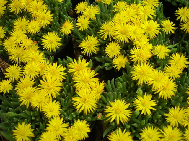 Yellow Ice Plant