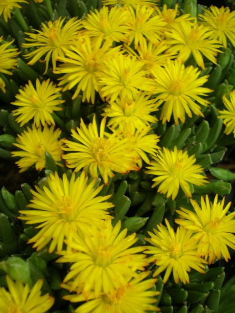 A dense luster of gold on this lovely succulent. Blooms for a short time but puts on quite the show.