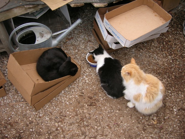 Rascal, Oomers, and Pippin wait patiently (or not) to eat their only hand out of the day.