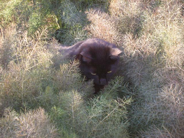 Pippin playing in the bronze fennel.