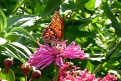 A butterfly on a zinnia.