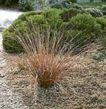 Carex buchanii