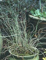 Juncus filiformus 'Spiralis'
