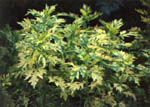Artemesia 'Oriental Lime'