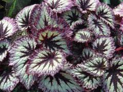 Rex Begonia.